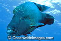 Napolean Wrasse Humphead Maori Wrasse Photo - Gary Bell