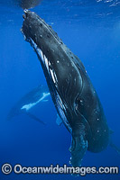 Humpback Whale Photo - Vanessa Mignon