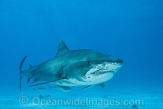 Tiger Shark with Suckerfish photo Tiger Shark with Suckerfish photo
