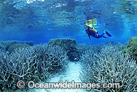 Scuba Diver exploring Staghorn Coral reef Photo - Gary Bell