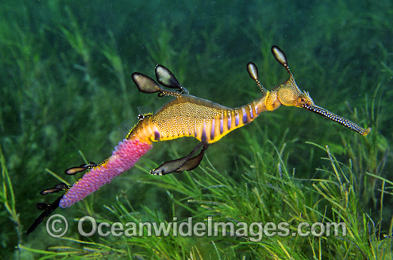 Weedy Seadragon with eggs attached photo Weedy Seadragon with eggs attached photo