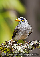 Noisy Miner on branch Photo - Gary Bell