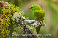 Scaly-breasted Lorikeet Photo - Gary Bell