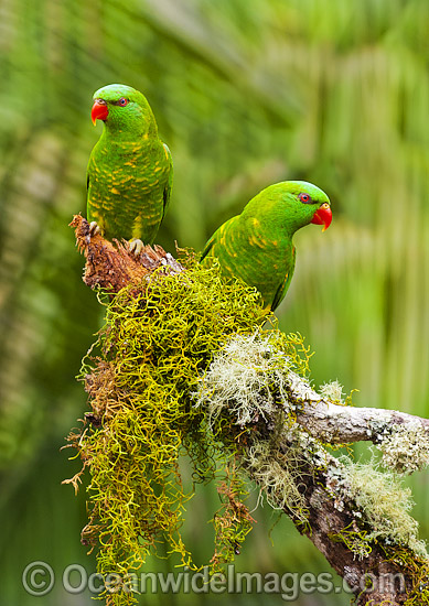 Scaly-breasted Lorikeets photo