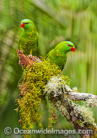 Scaly-breasted Lorikeets Photo - Gary Bell