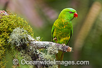 Scaly-breasted Lorikeet Photo - Gary Bell