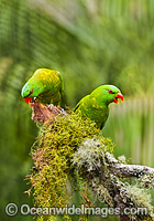 Scaly-breasted Lorikeets Photo - Gary Bell