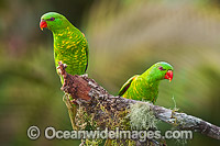 Scaly-breasted Lorikeets Photo - Gary Bell