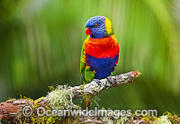 Rainbow Lorikeet Photo - Gary Bell
