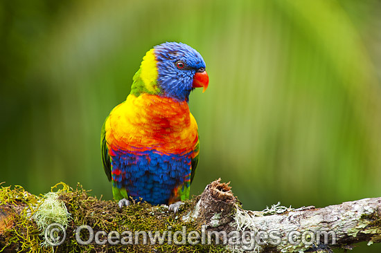 Rainbow Lorikeet photo