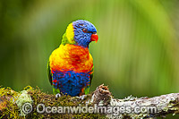 Rainbow Lorikeet Photo - Gary Bell