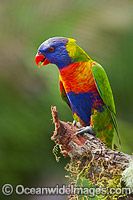 Rainbow Lorikeet Photo - Gary Bell