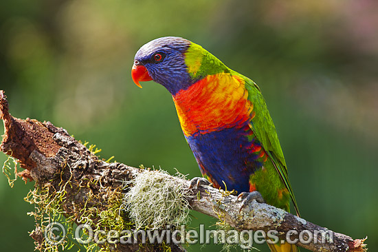 Rainbow Lorikeet photo