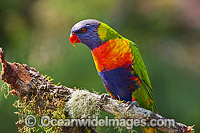 Rainbow Lorikeet Photo - Gary Bell