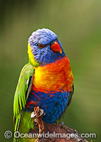 Rainbow Lorikeet Photo - Gary Bell