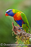 Rainbow Lorikeet Photo - Gary Bell