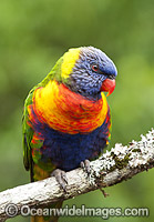 Rainbow Lorikeet Photo - Gary Bell
