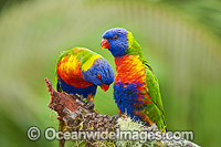 Rainbow Lorikeets Photo - Gary Bell