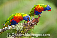 Rainbow Lorikeets Photo - Gary Bell