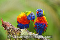 Rainbow Lorikeets Photo - Gary Bell