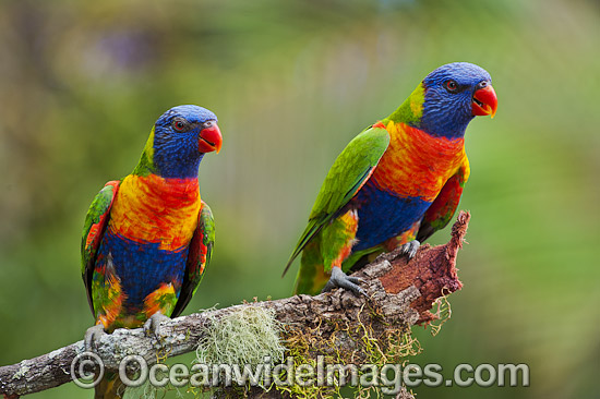 Rainbow Lorikeets photo
