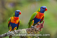 Rainbow Lorikeets Photo - Gary Bell