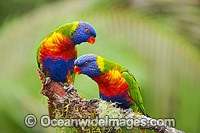 Rainbow Lorikeets Photo - Gary Bell