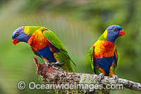 Rainbow Lorikeets Photo - Gary Bell