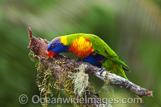 Rainbow Lorikeet photo