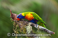 Rainbow Lorikeet Photo - Gary Bell