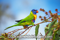 Rainbow Lorikeet in flowering gum Photo - Gary Bell