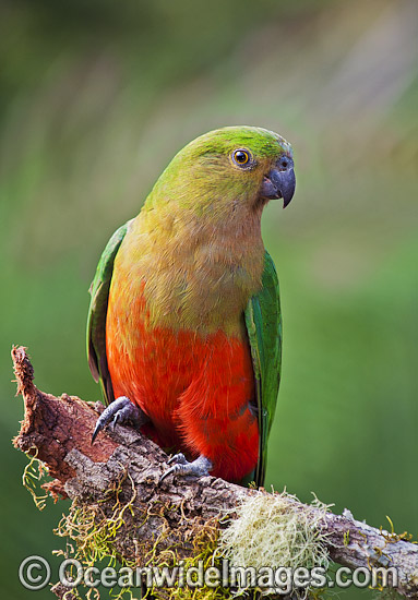 Australian King Parrot female photo Australian King Parrot female photo