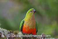Australian King Parrot female Photo - Gary Bell