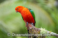 Australian King Parrot male Photo - Gary Bell