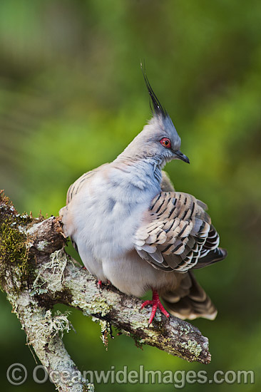 Crested Pigeon photo Crested Pigeon photo