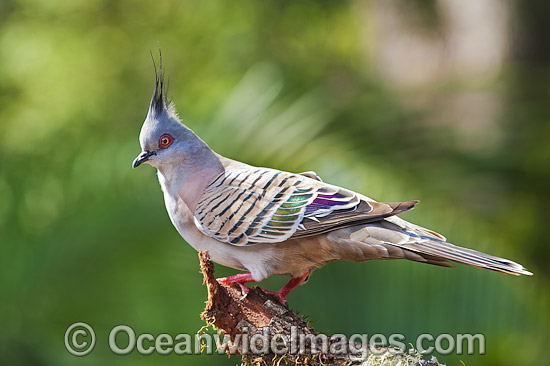 Australian Crested Pigeon photo Australian Crested Pigeon photo