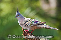 Australian Crested Pigeon Photo - Gary Bell