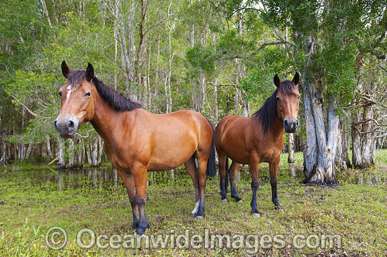 Horses on farm photo Horses on farm photo