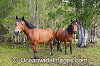 Horses on farm Photo - Gary Bell
