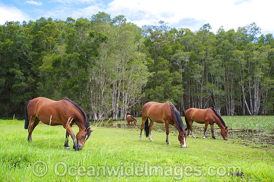 Horses on farm Coffs Harbour photo Horses on farm Coffs Harbour photo