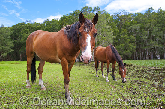 Horses on farm Coffs Harbour photo Horses on farm Coffs Harbour photo