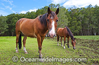 Horses on farm Coffs Harbour Photo - Gary Bell