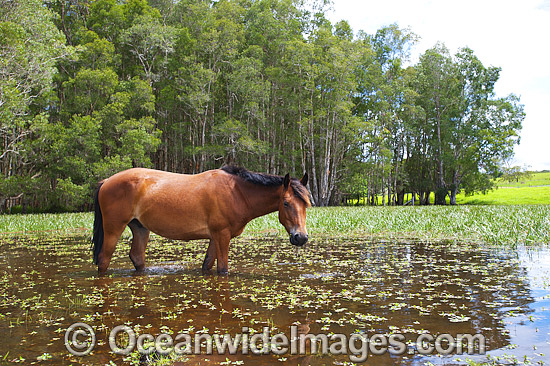 Horse on farm Australia photo Horse on farm Australia photo