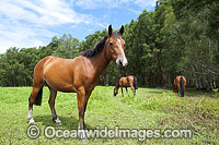 Horses on farm Coffs Harbour Photo - Gary Bell