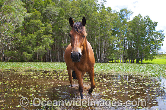 Horse on farm photo Horse on farm photo