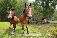 Horses on farm Photo - Gary Bell