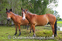 Horses on farm Coffs Harbour Photo - Gary Bell