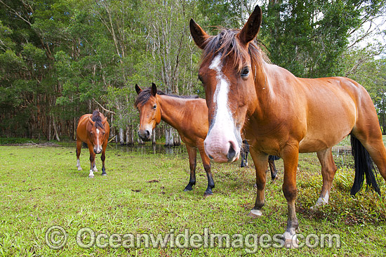 Horses on farm Australia photo Horses on farm Australia photo