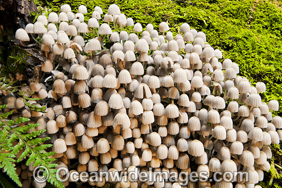 Rainforest Fungi Dorrigo photo Rainforest Fungi Dorrigo photo