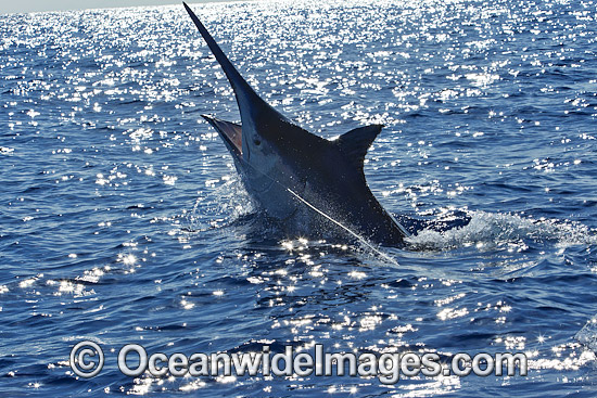 Black Marlin on surface photo Black Marlin on surface photo